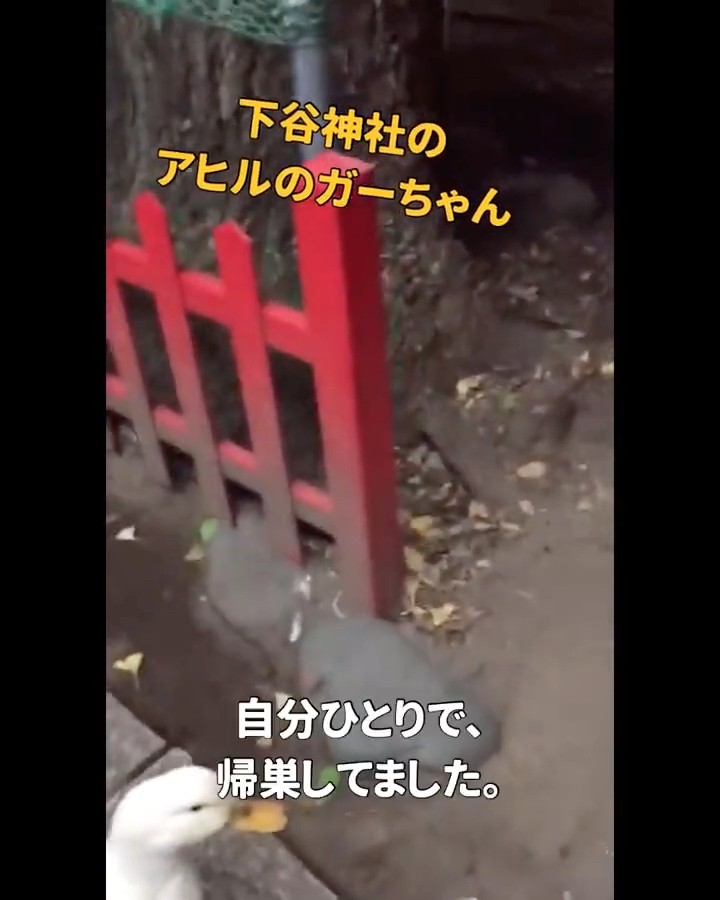 アヒルのガーちゃんはひとりで帰巣します 下谷神社 The Smart Shrine