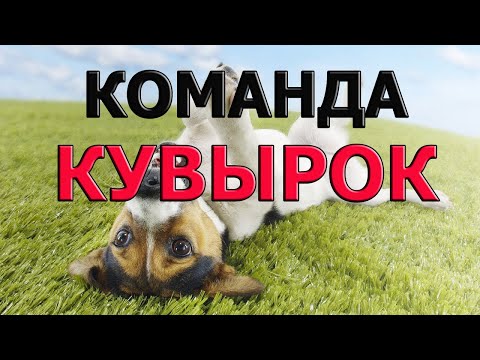 Команда кувырок для собак видео уроки