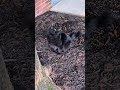 cutest cat meow #cat #cutecat #funny #cute #funnycat #funnycatvideos #mood