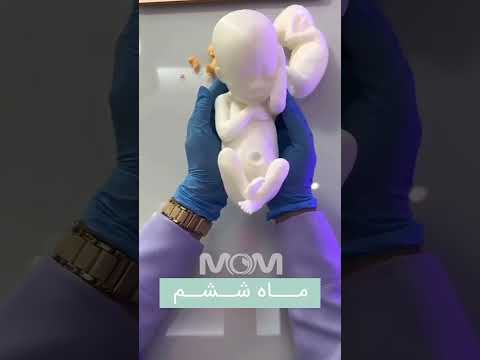 اندازه جنین در 9ماه بارداری