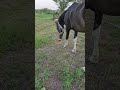 Friday evening with the neighbor's horse.