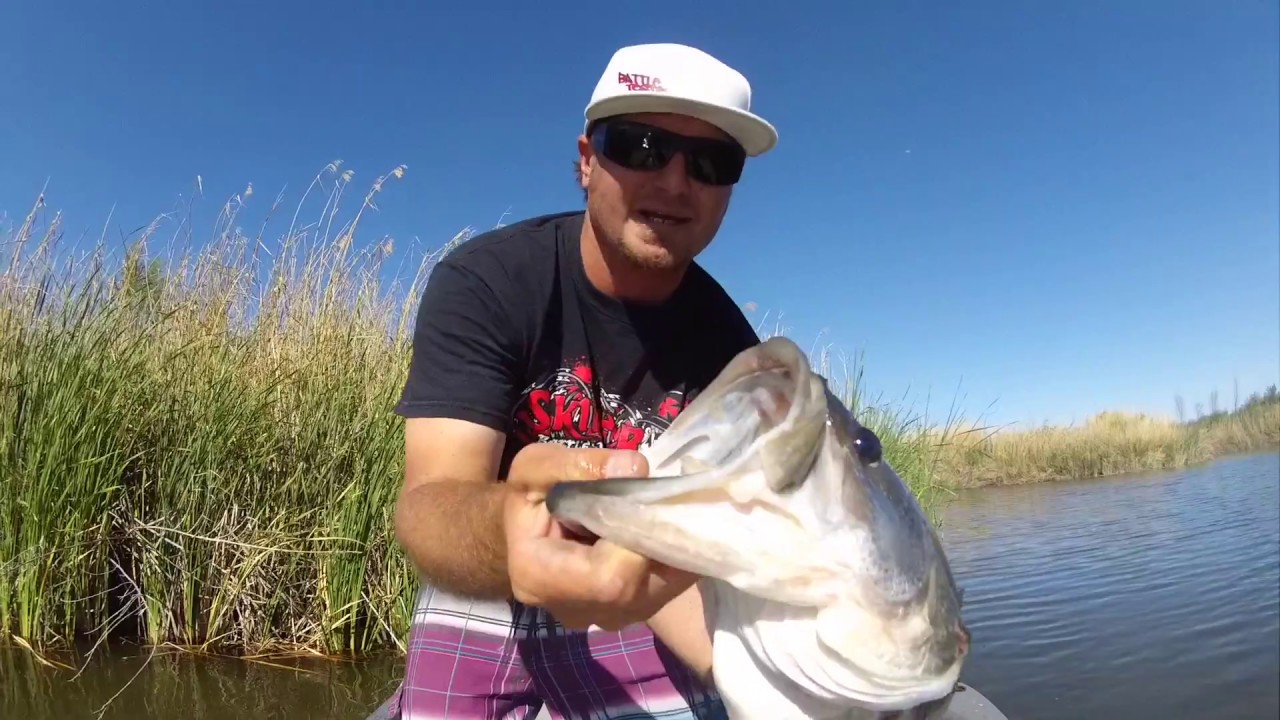 Skinner Rodz Cheater swimbait