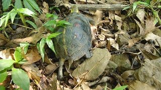 【動物保育】尋龜宿為食蛇龜尋找安全的家 (我們的島 第824集  20150921)