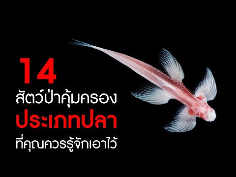 14 สัตว์ป่าคุ้มครอง 'ประเภทปลา' ที่คุณควรรู้จักกันเอาไว้ (เกิดมาอาจเคยเห็นกันแค่ 4 ชนิด)