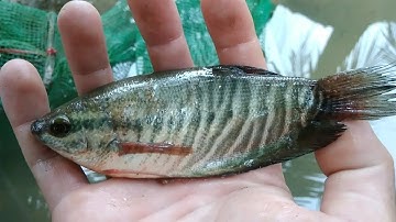 Kỹ thuật quản lý và chăm sóc cá sặc rằn