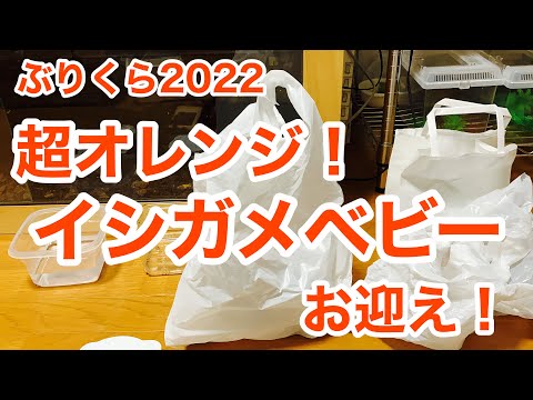 お迎え これぞハイオレンジ 甲羅が綺麗なイシガメお迎え