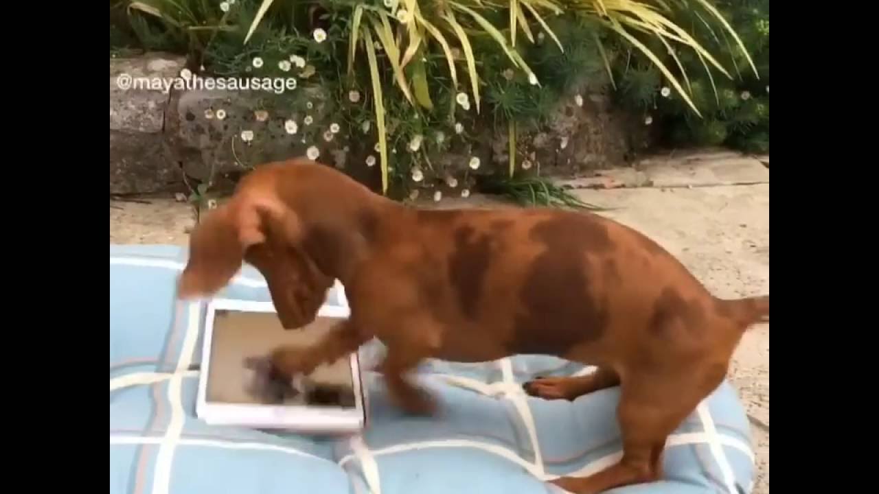 interactive sausage dog