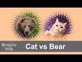 Cat attacks a bear