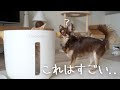 犬も猫にも使える酸化させないフード真空保存容器はこれがベスト！！