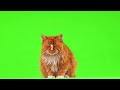 100% Free Green Screen - cat | Chroma Key Effect