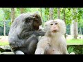 Big Jade monkey was grooming and finding lice for big female mnkey ,