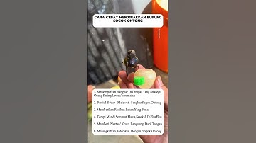 pancingan suara burung sogon #kicaumania #mangkicauoffecial #kicauburunglovebird #burung