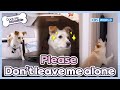 Please dont leave me alone dogs are incredible  ep2121  kbs world tv 240326