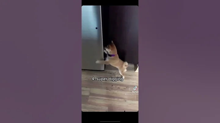 6 things only shiba Inus do