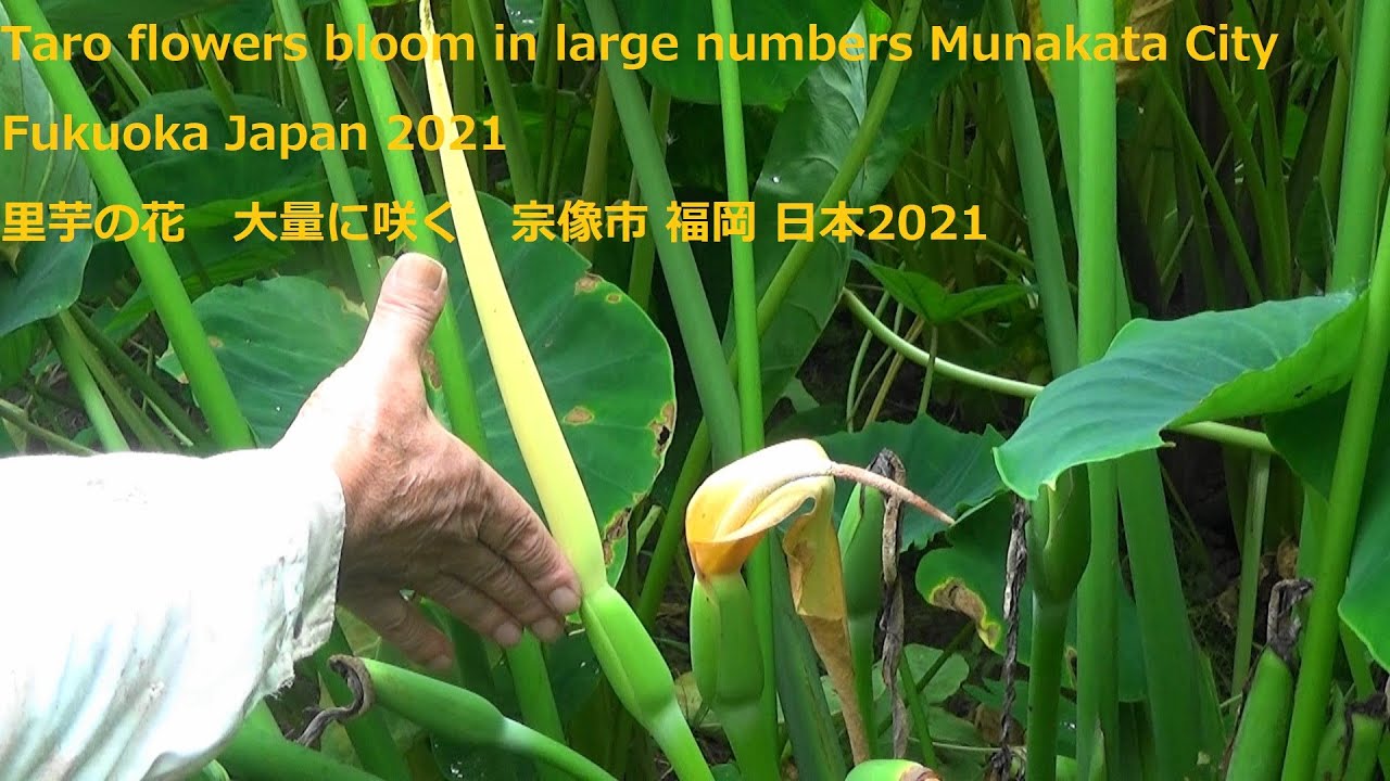 里芋の花 大量に咲く 宗像市福岡日本21taro Flowers Bloom In Large Numbers Munakata City Fukuoka Japan 21 Youtube