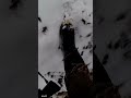 Две куропатки одним выстрелом