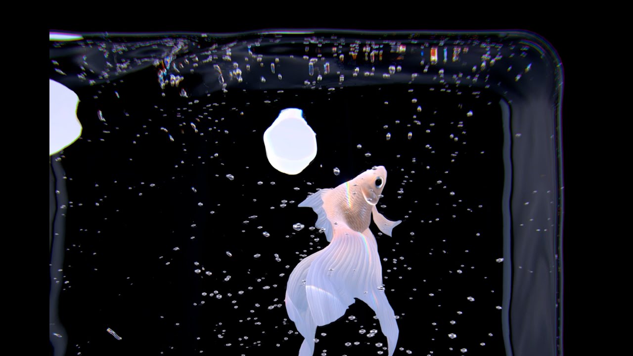 Sound of water and bubbles. (Realtime 3D goldfish simulation) YouTube