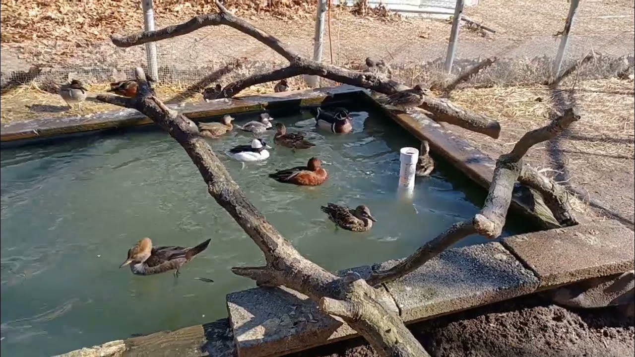 Wood duck eggs in the box. YouTube
