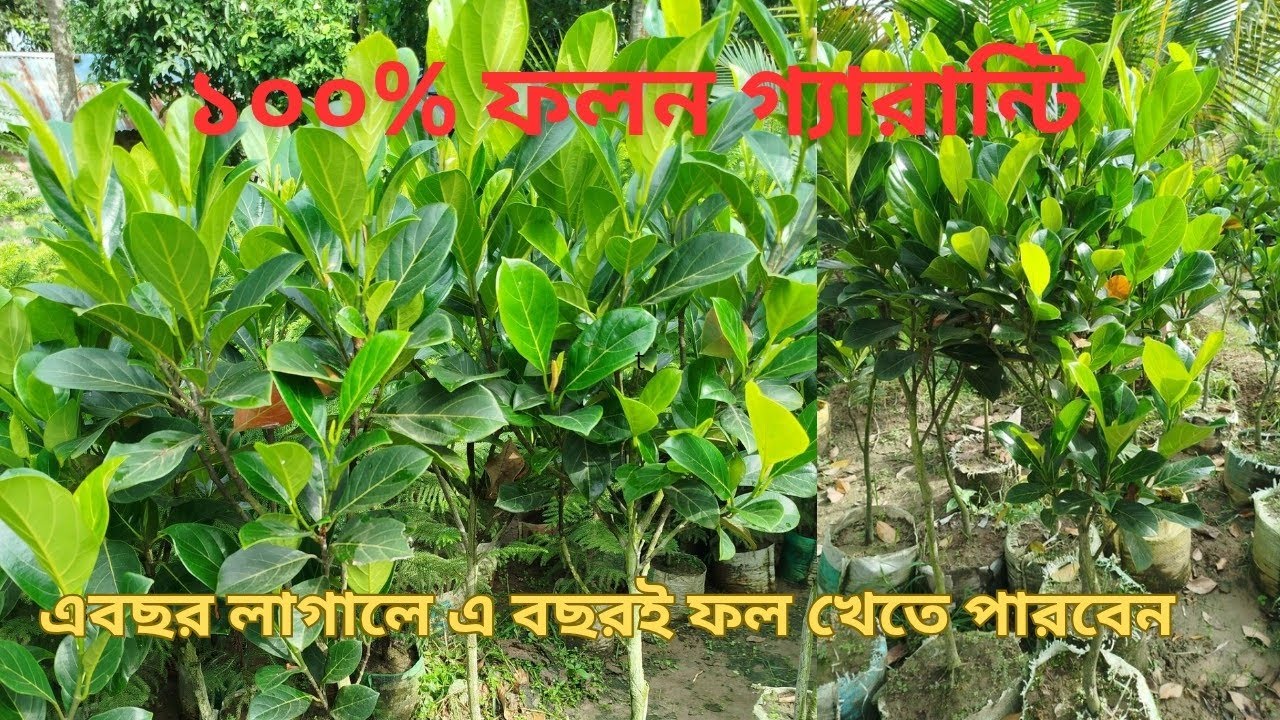  ১২মাসি কাঁঠাল,রেড,পিংক কাঁঠাল চারা বিক্রি চলছে,ফলন বেশি,চারা পাঠানো হয় সারা বাংলাদেশে ০১৭০৮৪৩৩২৬৩