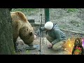 Мансур🛩️ и праздник День Победы👏🐻💕