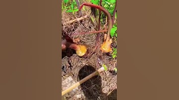 taro stem harvesting process #shorts