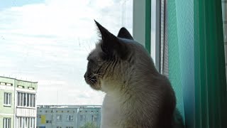 Cat Walking on a Windowsill by CAT for ALL 46 views 3 years ago 1 minute, 28 seconds