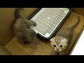 Котята маленькие кушают сами. Как приучить котят к лотку?