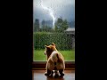大雨で停電したワン☔🐶 #柴犬はるの子育て日記 #柴犬 #わんこ #犬 #癒し #shiba #shibainu #dog #ai #ai生成