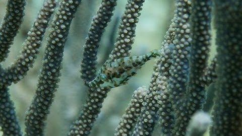 Filefish uses instant camouflage to vanish