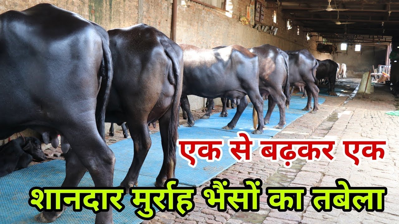 Fantastic Murrah Buffaloes Dairy Farm Top Quality Murrah Buffaloes at ...