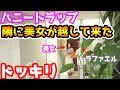 【ハニートラップドッキリ】超美人がラファエルの家の隣に引っ越して来たドッキリ【ラファエル】