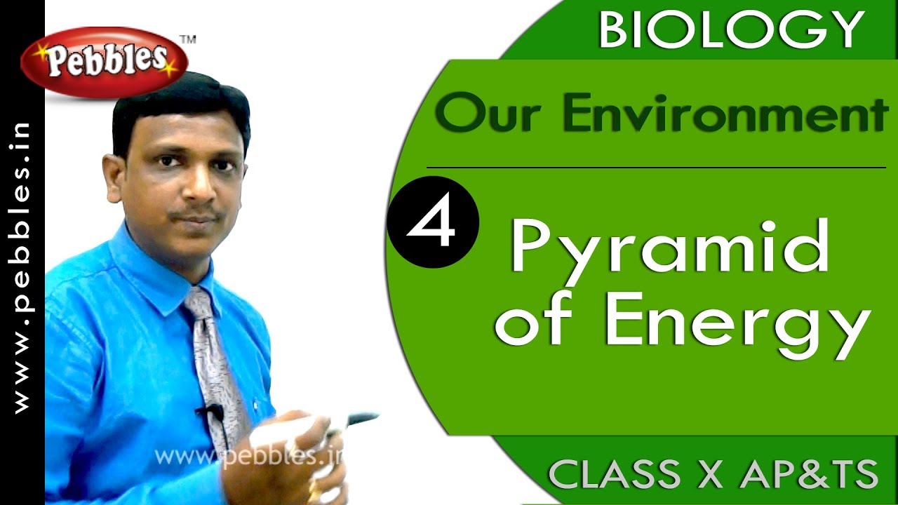 Pyramid of Energy  Our Environment  Biology  Science   Class 10