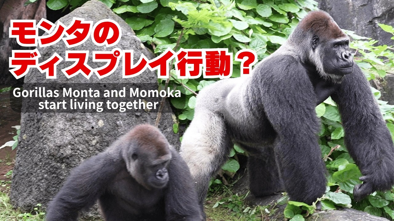 Monta's Display Behavior | Did Living with Momoka Awaken His Wild
