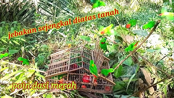 DAPAT POIN DASI MERAH SEJENGKAL DARI TANAH MENJEBAK BURUNG SERINDIT
