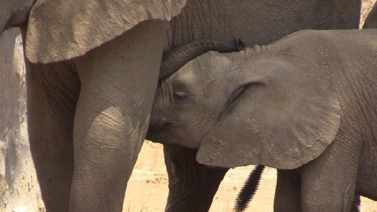 Baby Elephant Nursing in Zambia's South Luangwa Valley YouTube