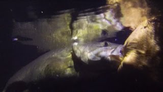 Night Fishing Dale Hollow Lake for Smallmouth Bass