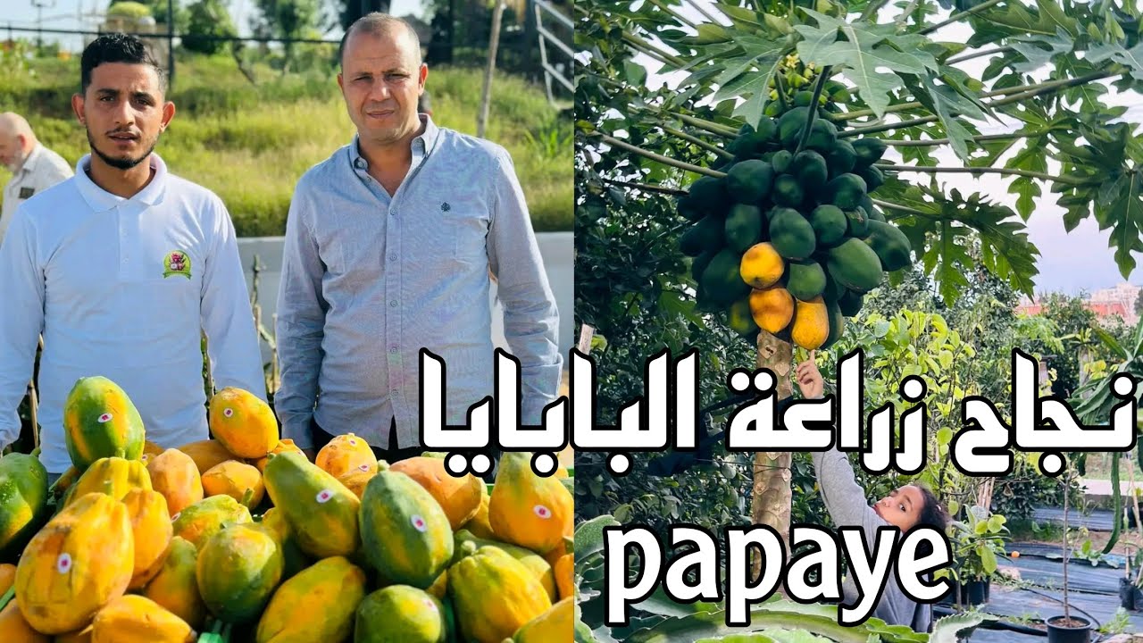 عوامل نجاح زراعة فاكهة البابايا الإستوائية بنجاح agriculture Papaye Méditerranée