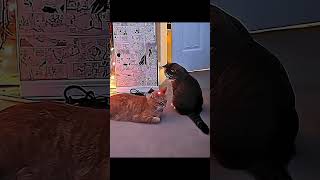 Cats can't reflex ☠️