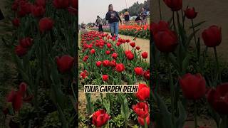 Refreshing Tulip garden #tulip #delhi #youtubeshorts #shorts #garden  #flowers