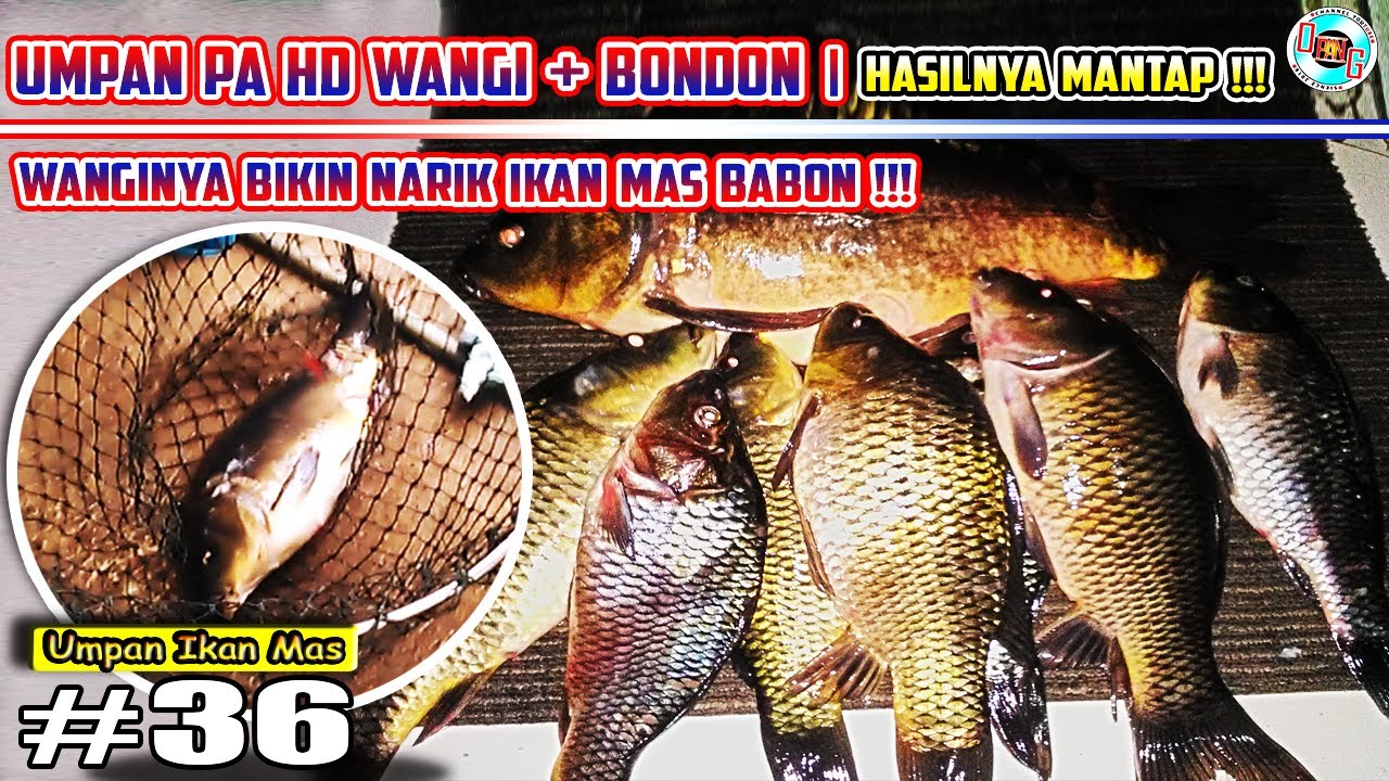 Umpan PA HD Wangi + Bondon | Wanginya Bikin Narik Ikan Mas Babon