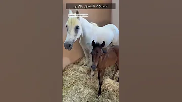 مكان مثالى لتربية الخيل من إسطبلات السلطان بالأردن ٦٠شو مع الدكتور حاتم ستين 