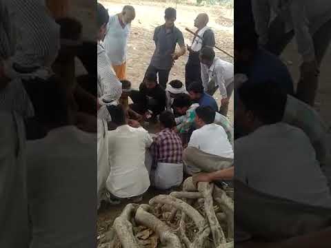 जालौन में पुलिस को खुलेआम चुनौंती दे रहे जुआरी, video viral