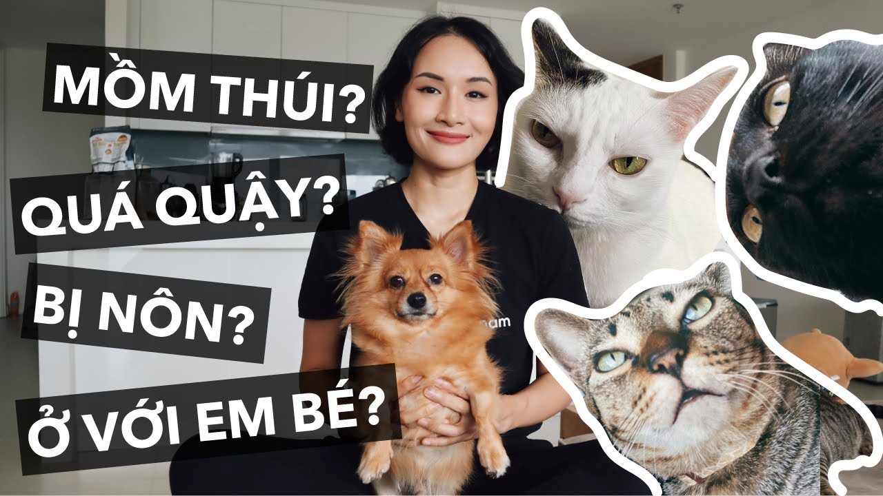 chăm sóc chó mèo New Rất nhiều thắc mắc của các bạn về chuyện nuôi chó mèo