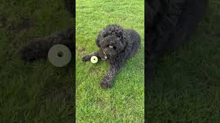 Candy treat #dog #pets #dogshorts #cutedog #shorts #happy #pet #doglove
