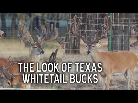 The Look of Texas at Deer Star Breeders | Deer and Wildlife Stories