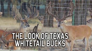 The Look of Texas at Deer Star Breeders | Deer and Wildlife Stories