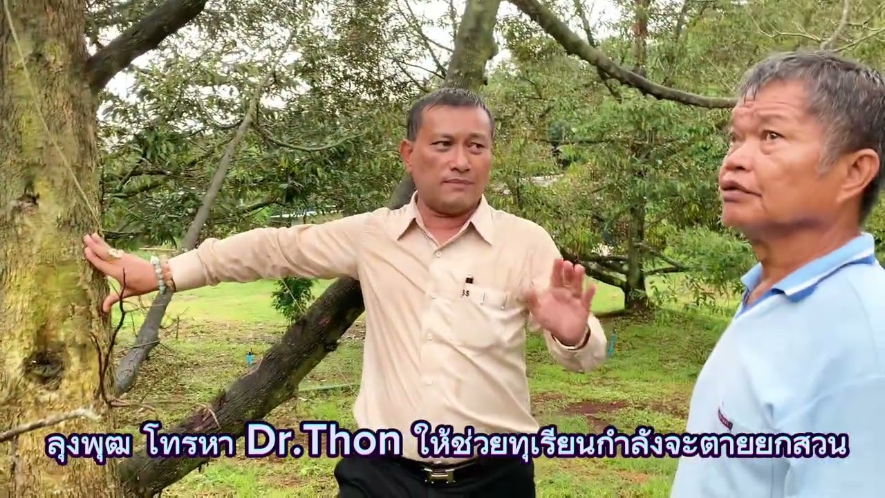 ไฟทอปธอร่า รักษาด้วย ยิปซัม Dr.Thon (79) จ.ศรีสะเกษ โทร.099-425-6888