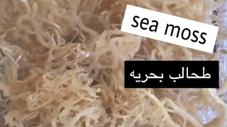 الفوائد العظيمه للطحالب البحرية ( sea moss ) وافكار لطريقه تناولها والاستفاده منها