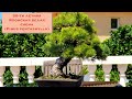 Бонсай из японской белой сосны(Pinus pentaphylla). Уход и их содержание сосны. Japanese White Pine.