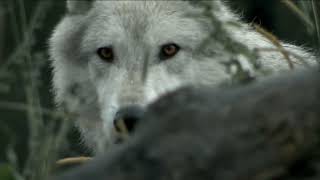 Don't miss 'Expedition Wolf' on BBC Documentaries on Canal Capital